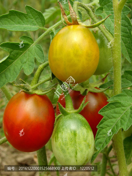 把西紅柿