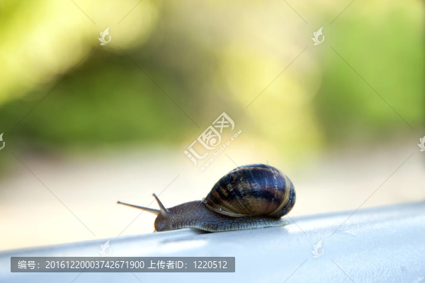 以蝸牛般的速度