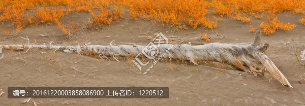 碧玉沙丘