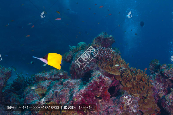 長吻蝴蝶魚