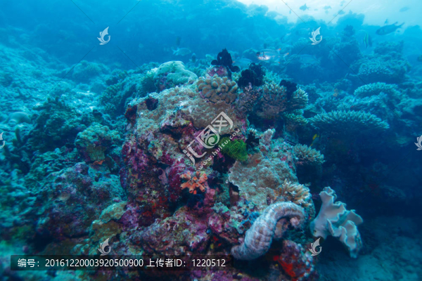 海百合硬珊瑚；馬爾代夫