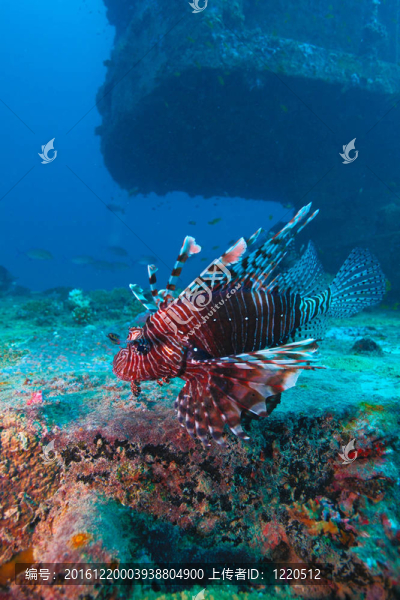 魔鬼firefish（Pterois英里）