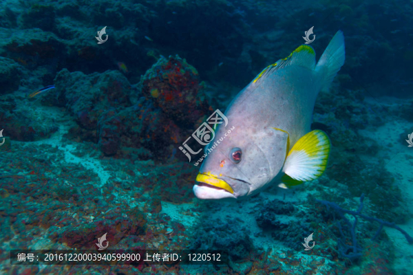 石斑魚(yú)（石斑魚(yú)flavocaeruieus）