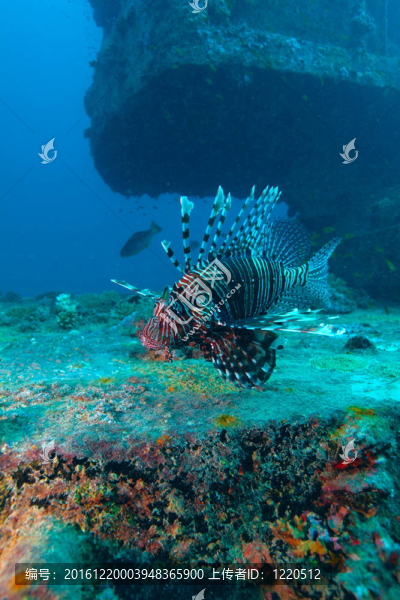 魔鬼firefish（Pterois英里）