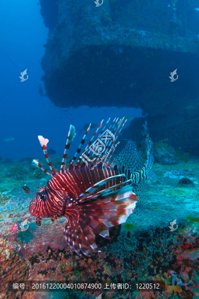 魔鬼firefish（Pterois英里）