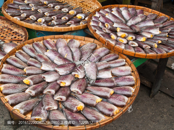 麗麗魚(yú)；一圈板