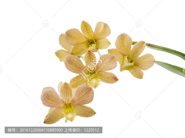 白背景蘭花