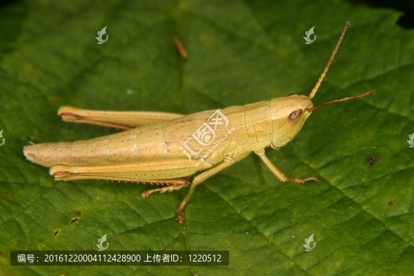 蚱蜢（Chorthippus）