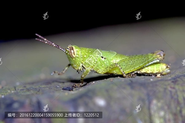 蝗蝻