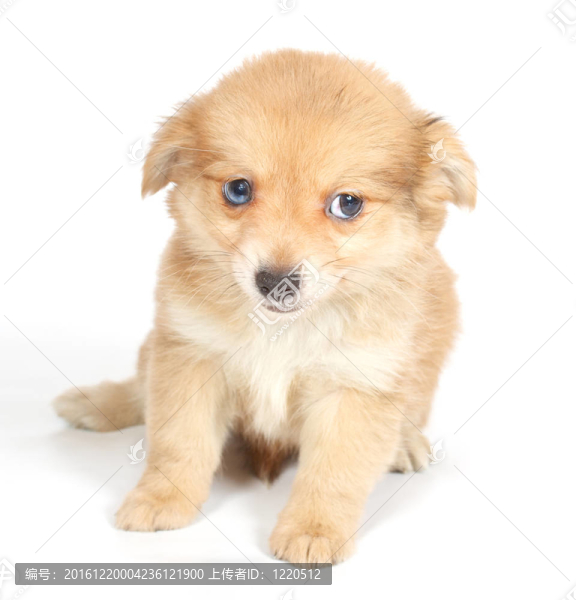 chihuhua小狗在白色的背景