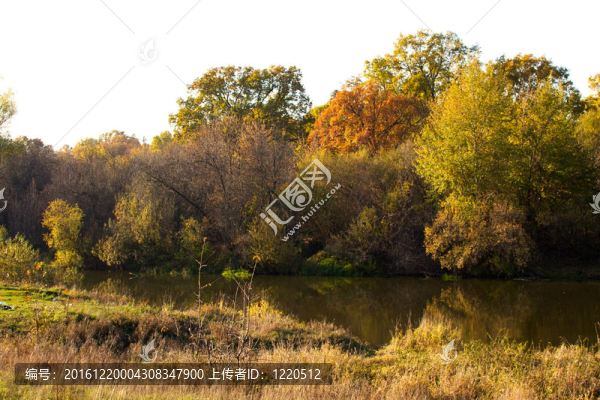美麗的風(fēng)景。森林的田野和邊緣
