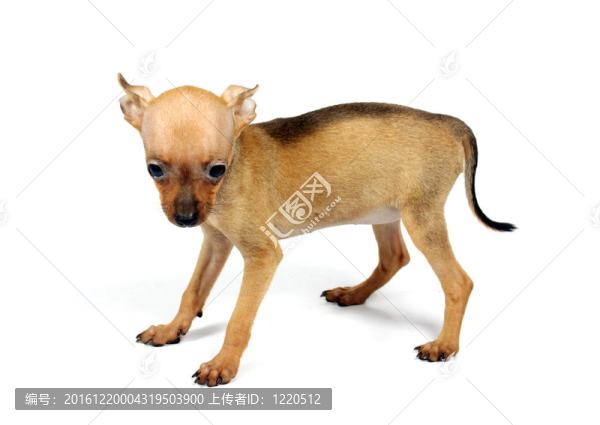 玩具犬的小狗