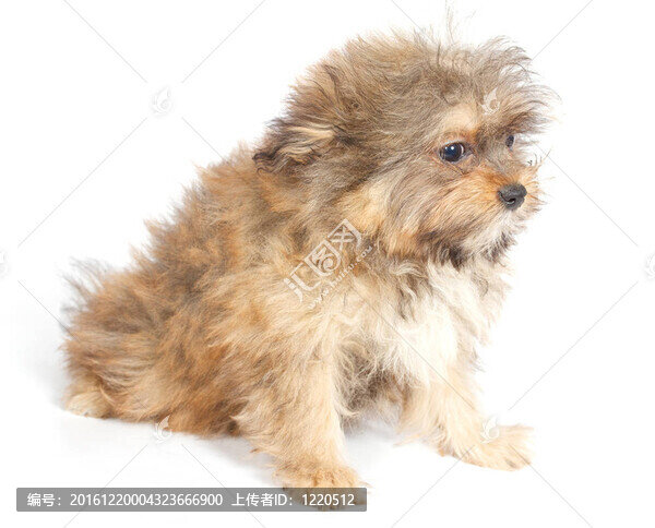 chihuhua小狗在白色的背景