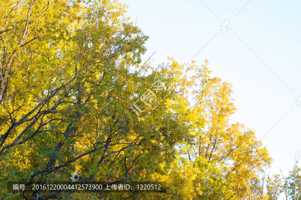 美麗的風(fēng)景。森林的田野和邊緣