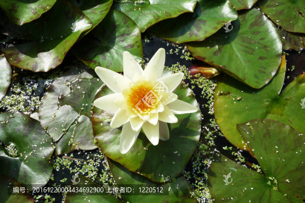 水百合