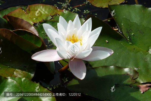 水百合