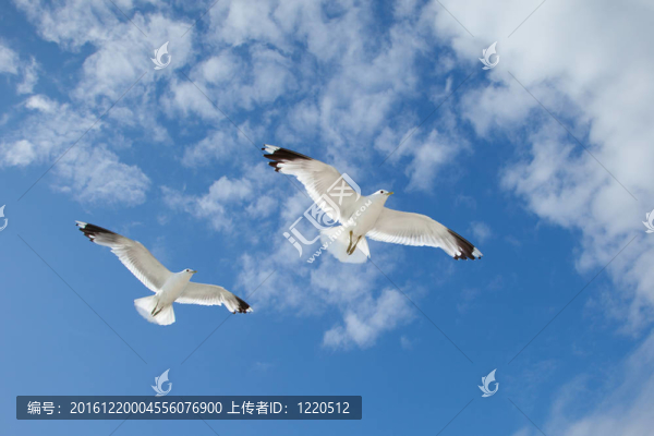 白色的海鷗在蔚藍(lán)晴朗的天空在波羅的海海岸飛行