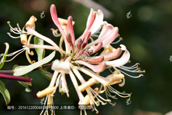 金銀花