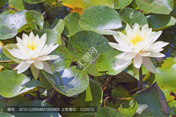 睡蓮