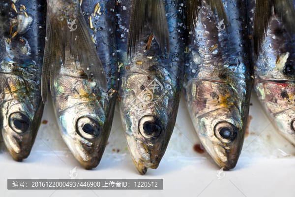 新鮮的沙丁油魚