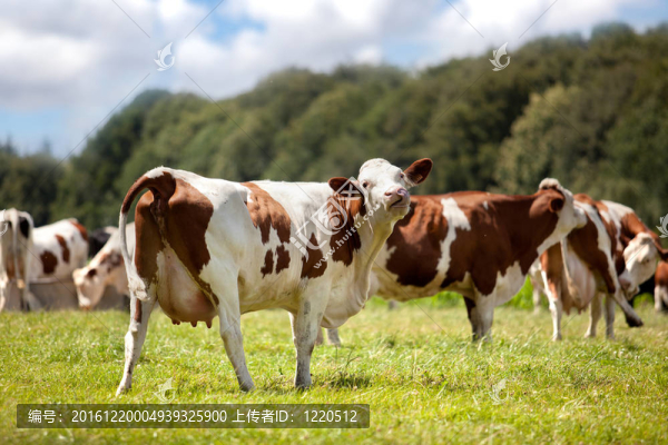 奶牛
