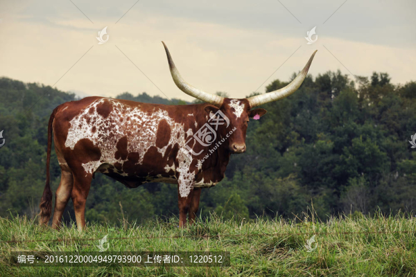 Longhorn的看著你
