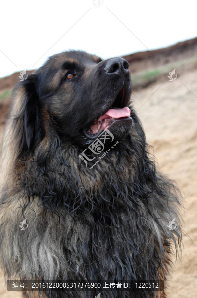 河上的銀行巨額萊昂貝格犬肖像
