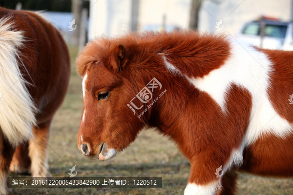 可愛的迷你馬