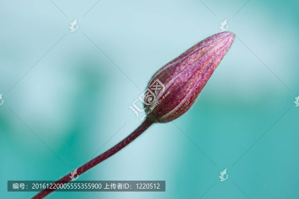紫色的花蕾