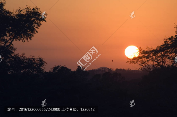 夕陽和樹木