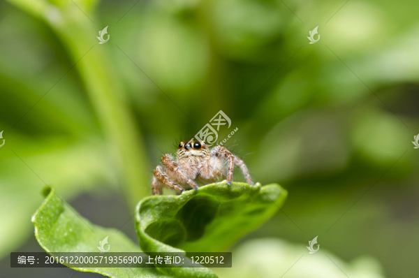 跳躍蜘蛛在花園或綠色性質(zhì)