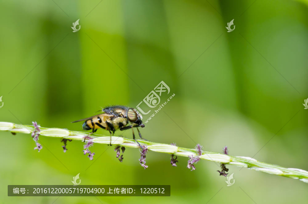 花園或綠色的花卉文件或水果文件