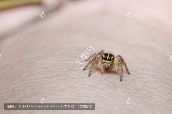 跳躍蜘蛛在花園或綠色性質(zhì)