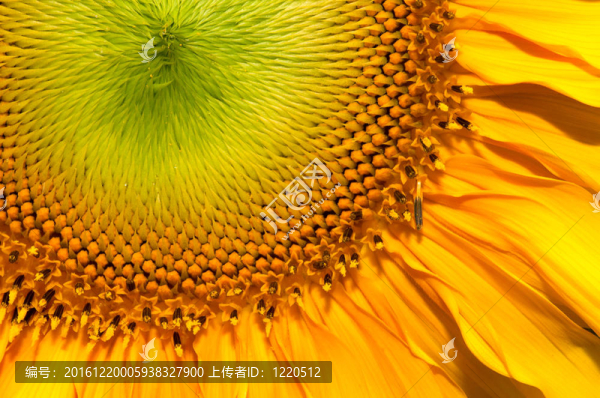 特寫拍攝的太陽花種子背景
