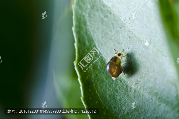 綠色的褐蠅