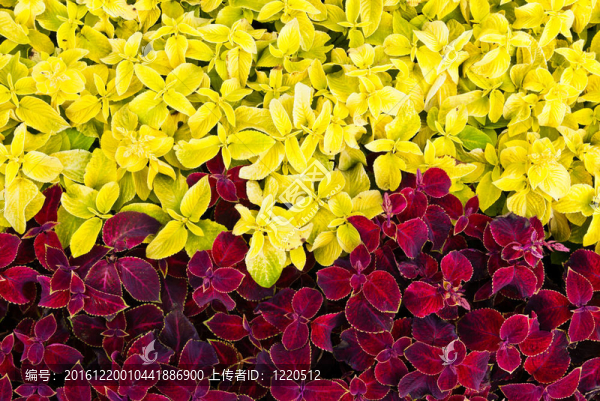 粉紅色和黃色花園花