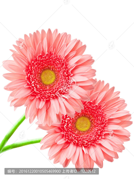 Gerber的花