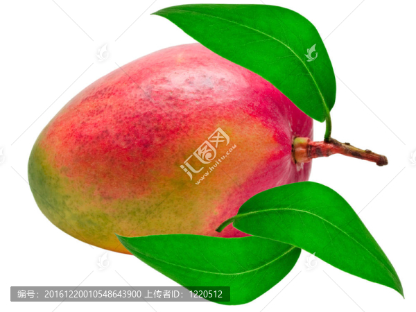 芒果