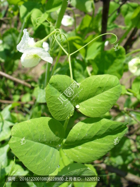 蓬勃發(fā)展的綠色豌豆