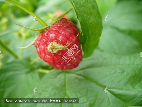 拉斯伯里和昆蟲