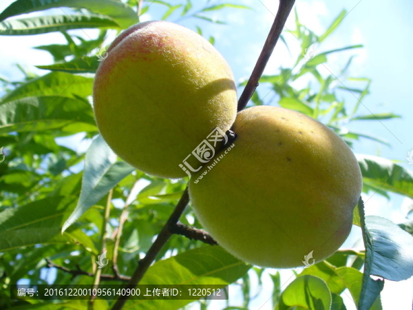 樹枝上的桃子