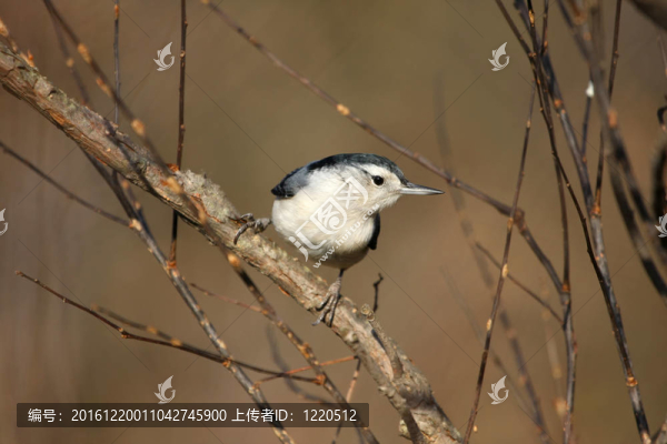 白胸鳾