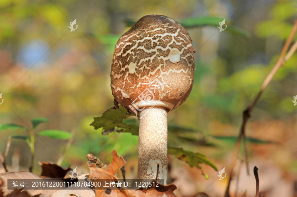 或傘菇Macrolepiota環(huán)柄菇