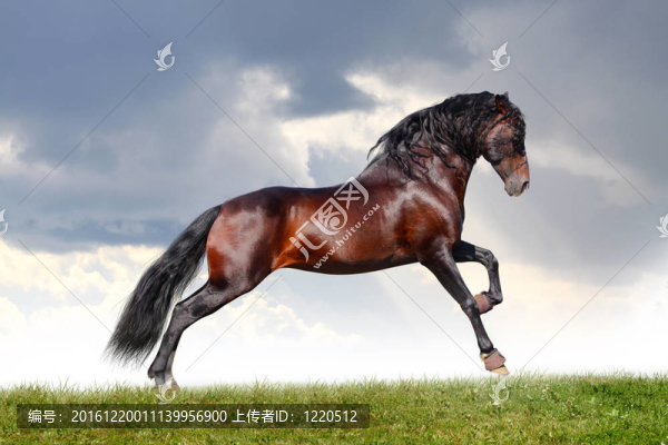 馬跳
