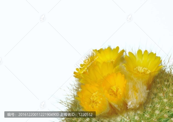 仙人掌花。