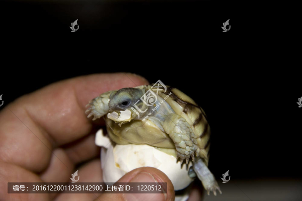 非洲小烏龜