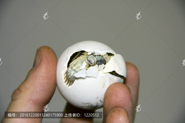 非洲小烏龜