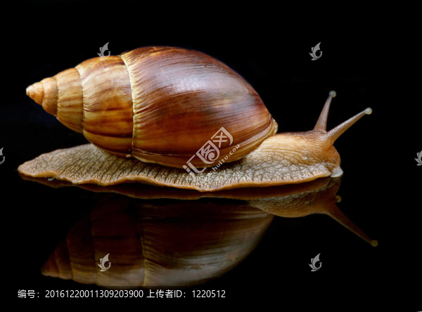 大蝸牛帶著鏡子往前走