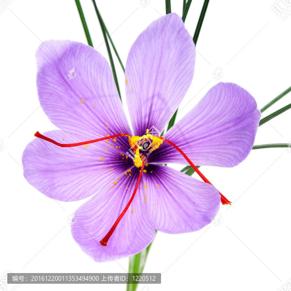 番紅花的花