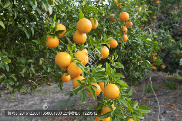 瓦倫西亞的橘子樹
